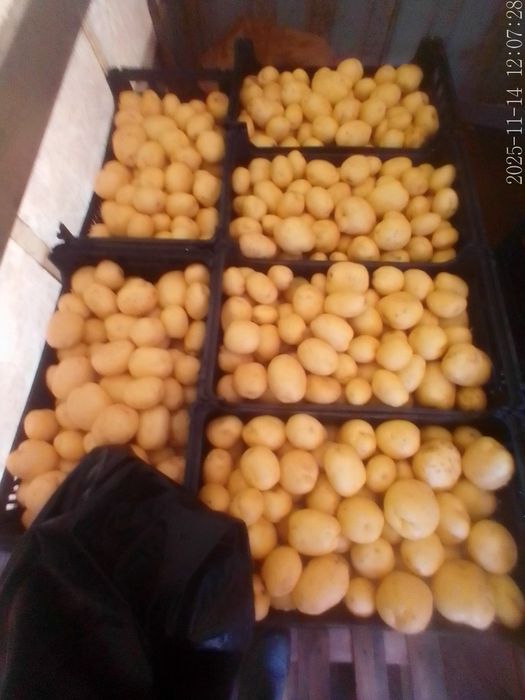 Batata Branca de qualidade em quantidades