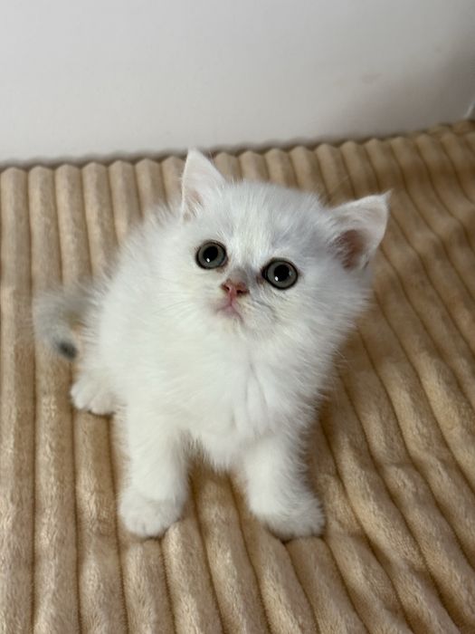 Chłopczyk brytyjski ns11