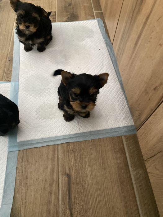 Собачки Йоркшенський терєр