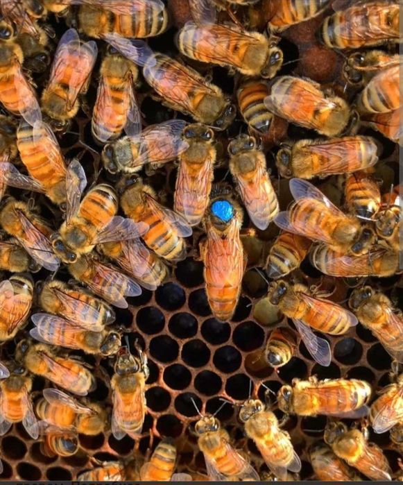 Бджолопакети та сім'ї