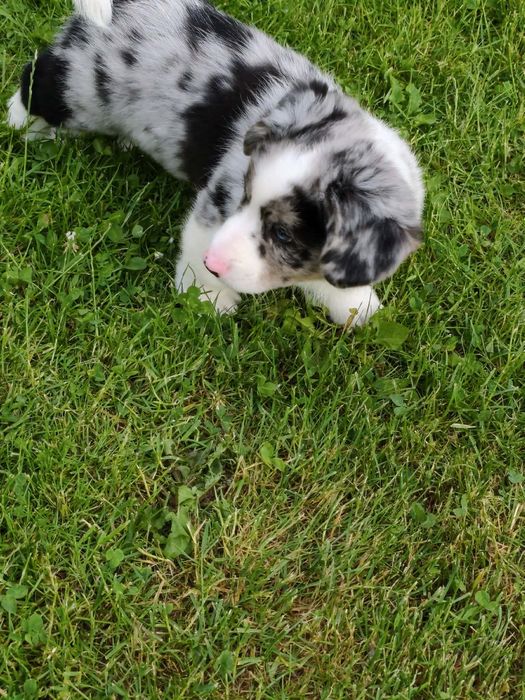 Maluszek Welsh Corgi Cardigan MAX