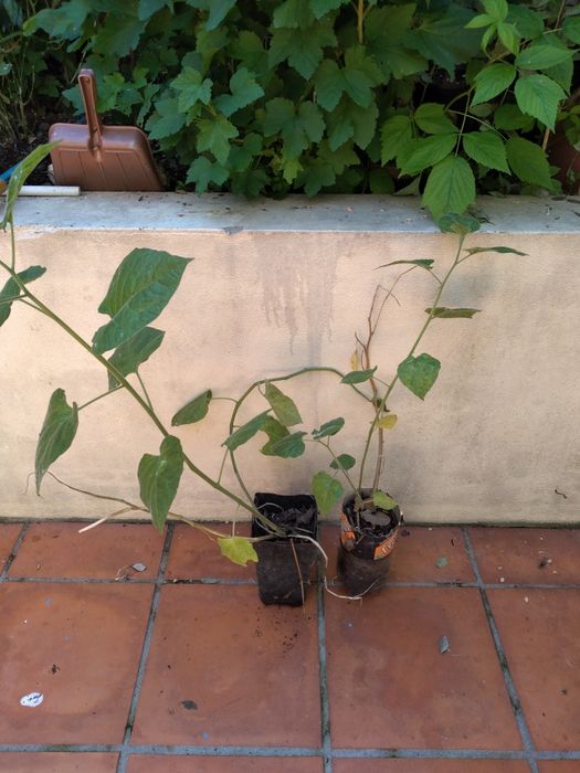 plantas phisalis, tomate capucho