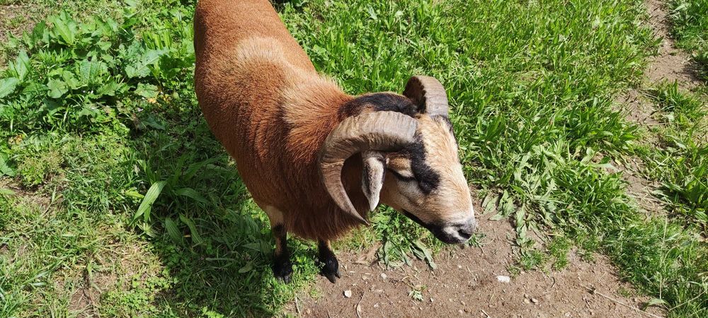 Troca de Carneiro por outro da mesma raça, de 1 ano. Meigo e de raça pura, sff. Motivo de
