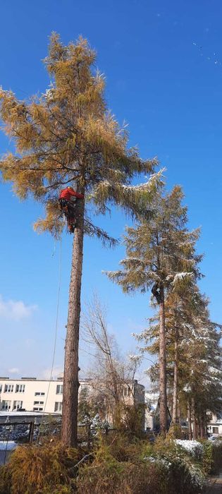 Pielęgnacja drzew, wycinka drzew, przycinanie drzew, rębak