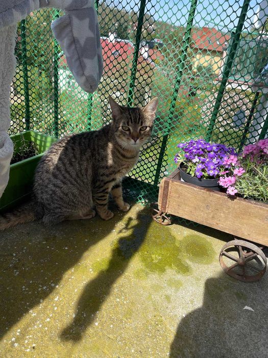 Bracia buraski szukają domu