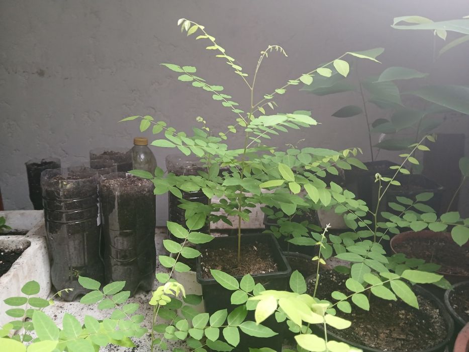 Plantas de Carambola