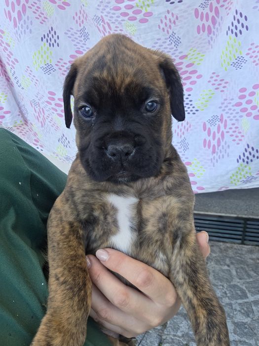 Boxer bebés vários