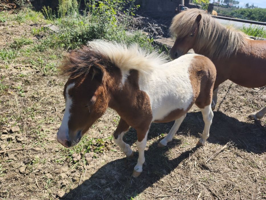Dois mini pôneis para venda