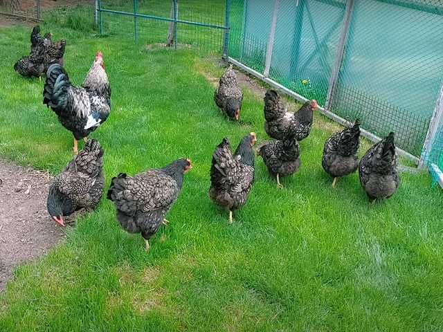 Яйце на інкубацію, Барневельдер: блакитноокаймленний, золото, срібло.