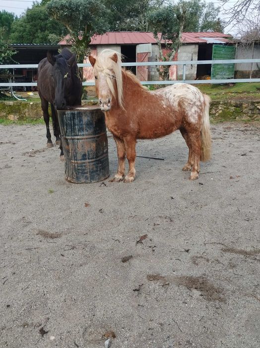 Pônei Appaloosa inteiro