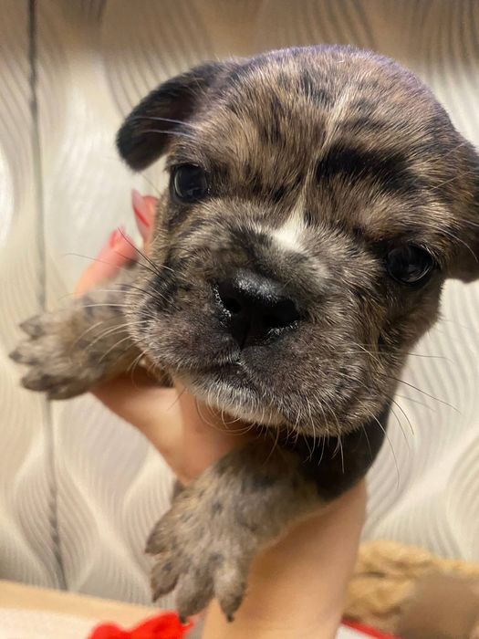 Французький бульдог