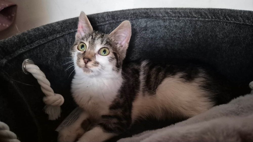 Kokoska do adopcji