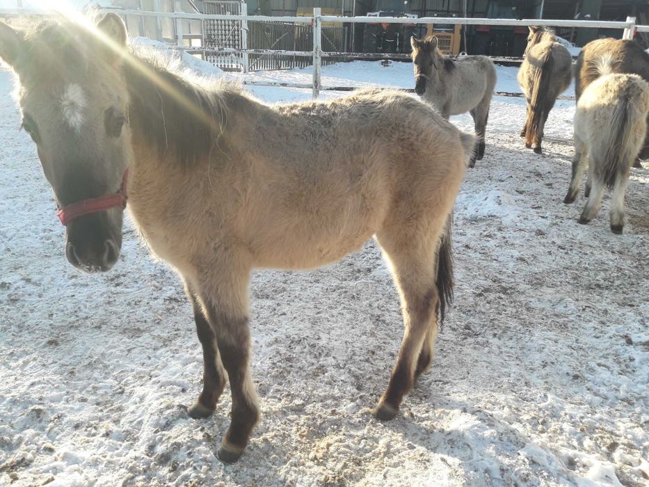 Konik polski doplatowy