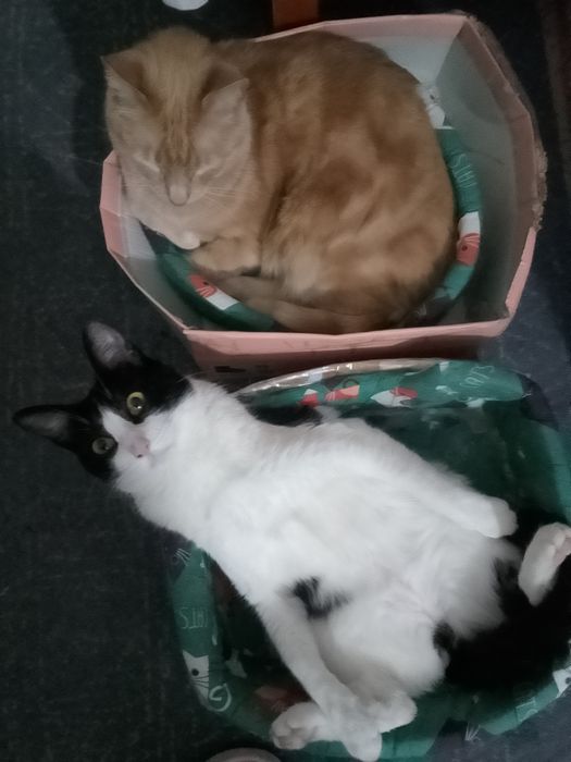 Cuidadora de gatos em domicílio