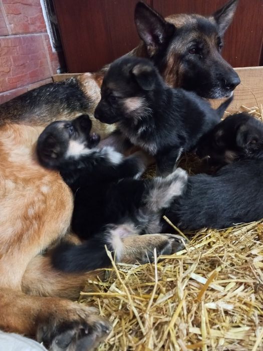 Цуценята Німецької вівчарки