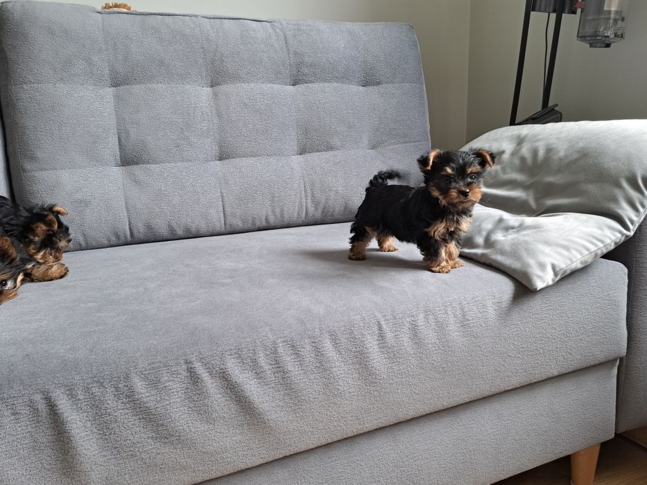 York  Yorkshire terrier  piesek  mały