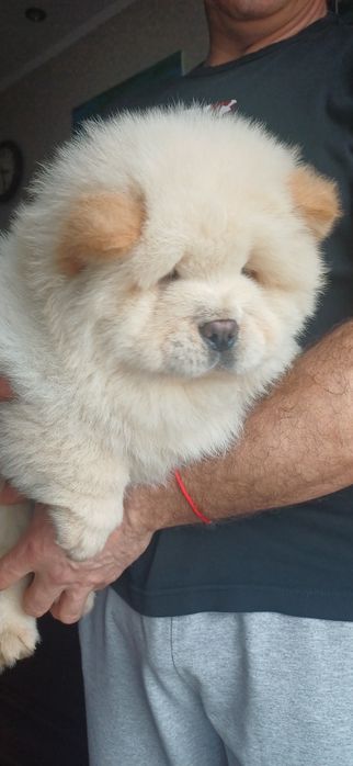 Чау чау,хлопчики і дівчатка,КСУ FCI