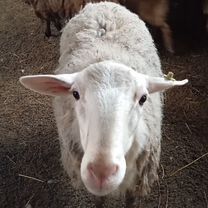 Продам отличных баранов