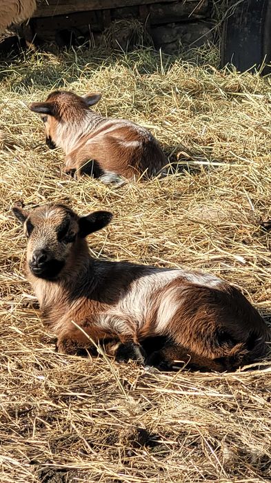 Owce kamerunskie tegoroczne
