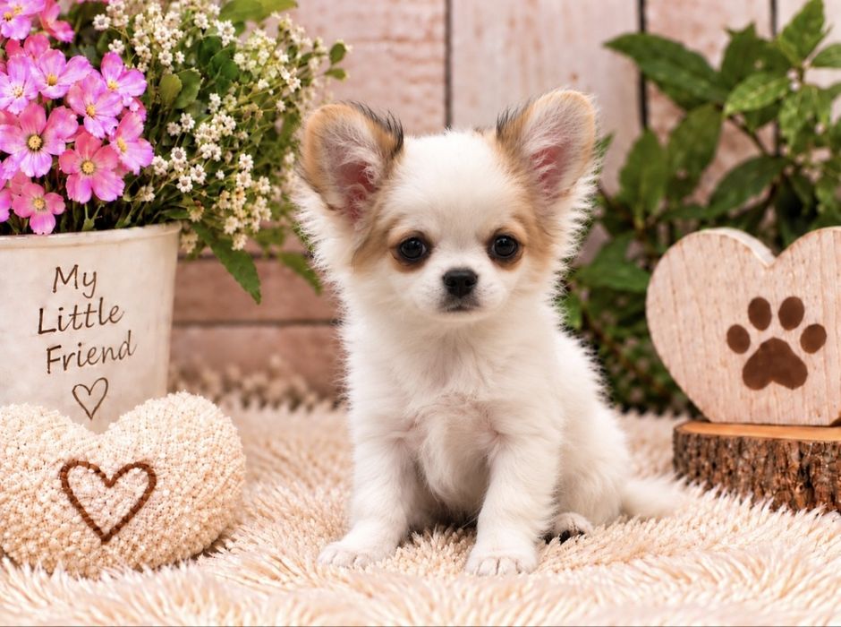 Śliczny Piesek Chihuahua Długowłosy