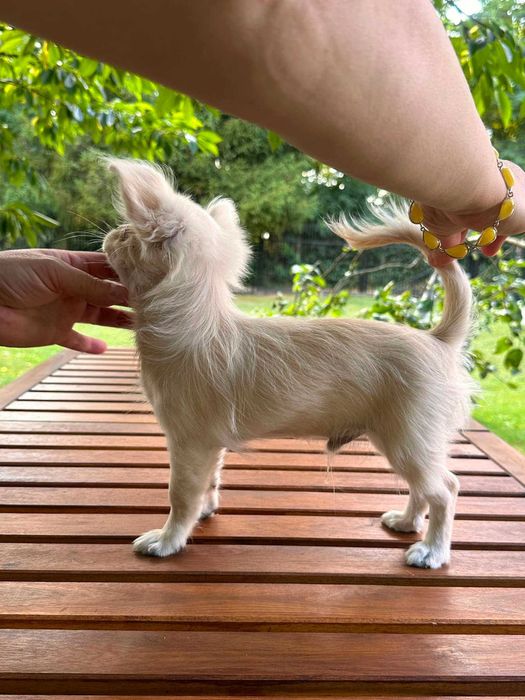 Piesek długowłosy chihuahua ZkwP FCI
