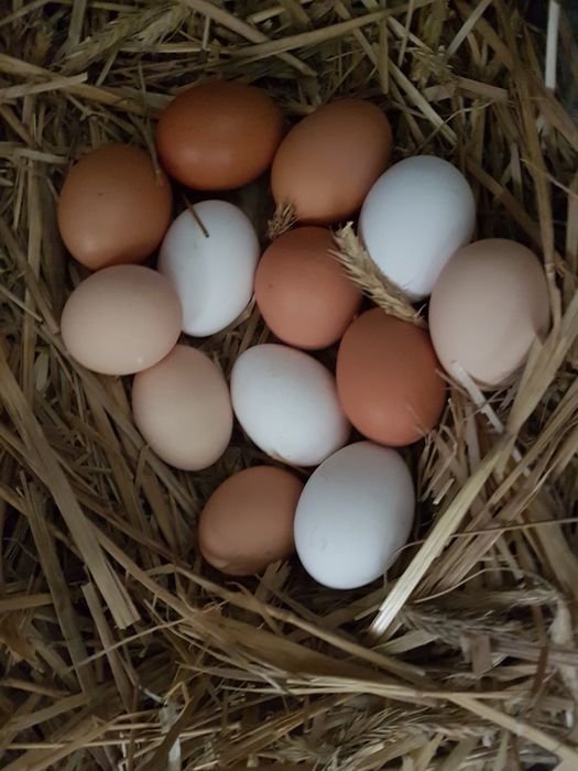 Jajka od kur z wolnego wybiegu, swojskie z gospodarstwa