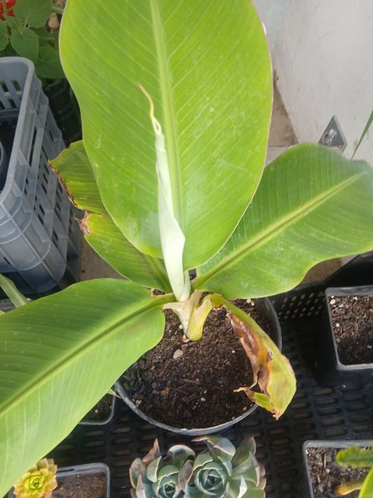 Bananeira da Madeira, costuma dar bananas uma duas vezes por ano.