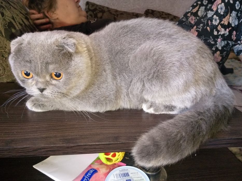 Шотландський весловухий парубок В'язка