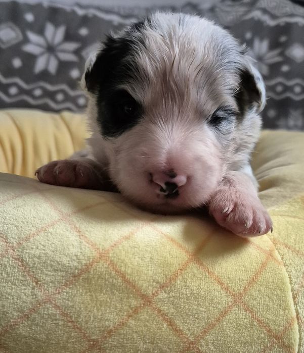 Border collie piesek blue merle