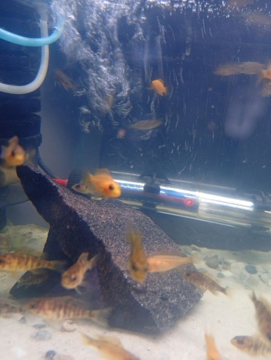 Sprzedam pyszczaki mlode