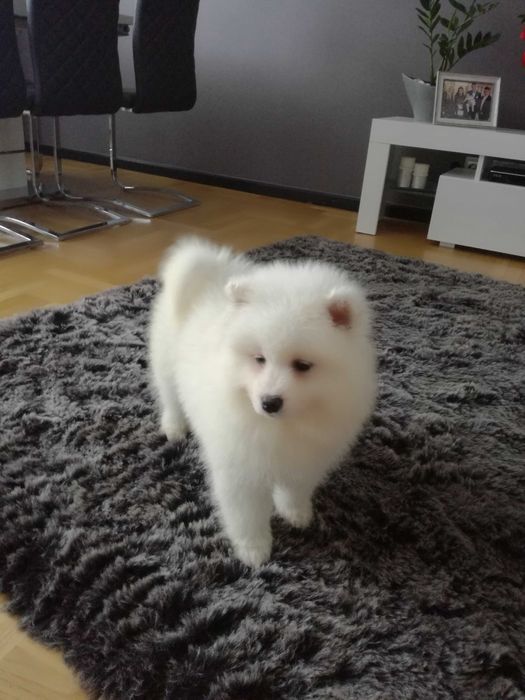 Piękny piesek rasy Samoyed
