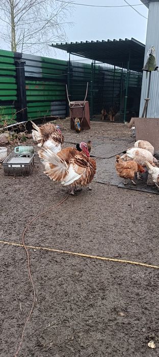 Indory  staropolskie młode !