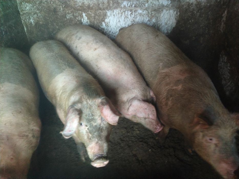 Продам Свині живою вагою.Ціна за кг 115 грн.Через ваги.