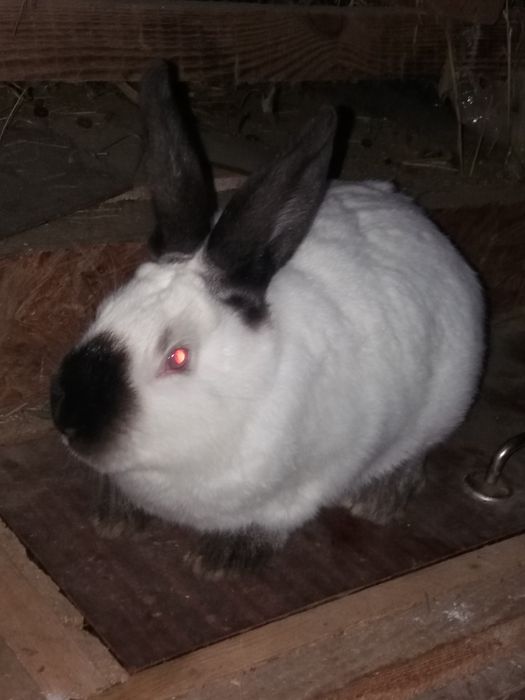 Каліфорнійський кролик