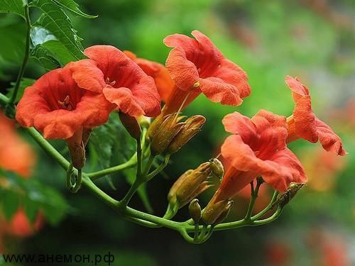 Кампсис 2х річний,з власного саду