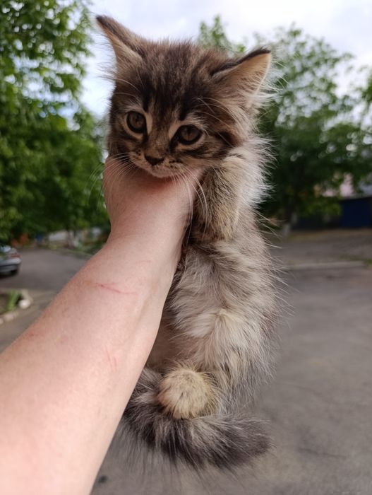 Кошечка.Ищет  дом. Возраст 2 месяца. Очень умненькая . Игривая. Лоток знает.