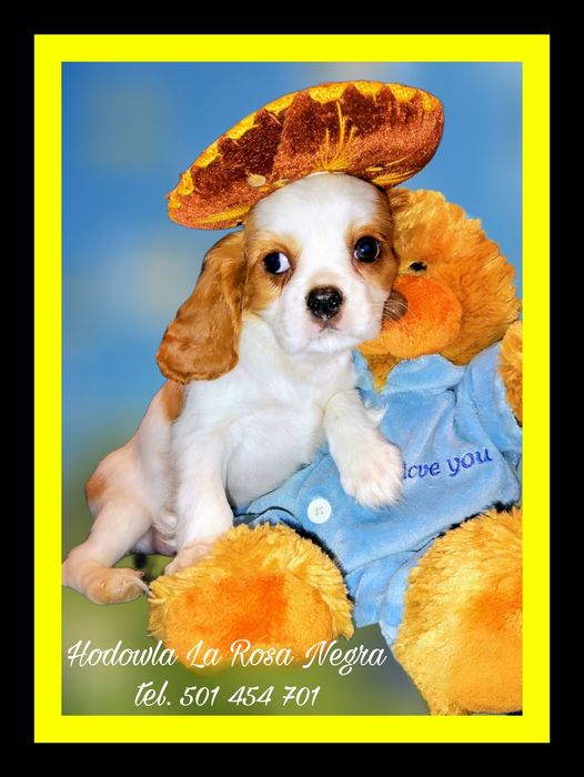 • CEZAR • Cavalier King Charles Spaniel piesek‼️