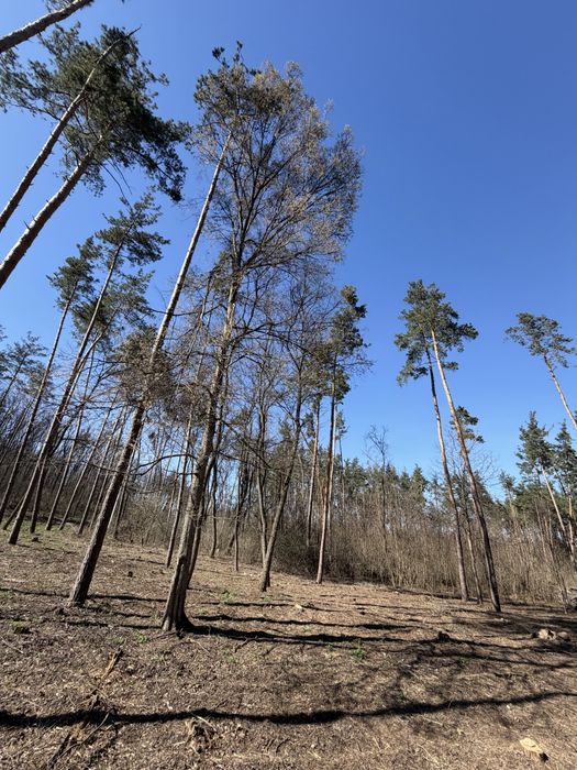 Продаж ділянок КМ Нова Ходосівка 8-10 соток с. Ходосівка Новообухівська траса всі комунікаціі МегаМаркет Alfresco