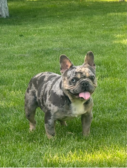 Яскравий , породний красень француз! Вязка!