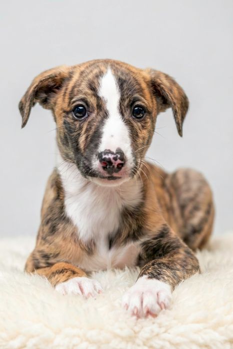 Szczenię Whippet Chart Angielski