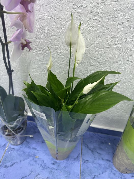 Кімнатні квіти Спатифілум