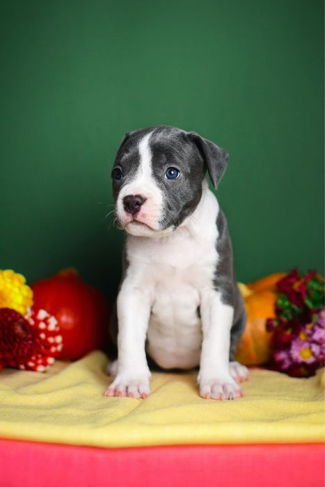 Дівчинка амстафф