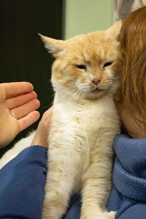 Котик молоди, кіт рудий