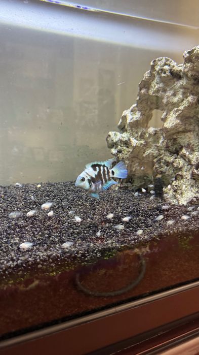 Peixes Papagaio Blue Saphire