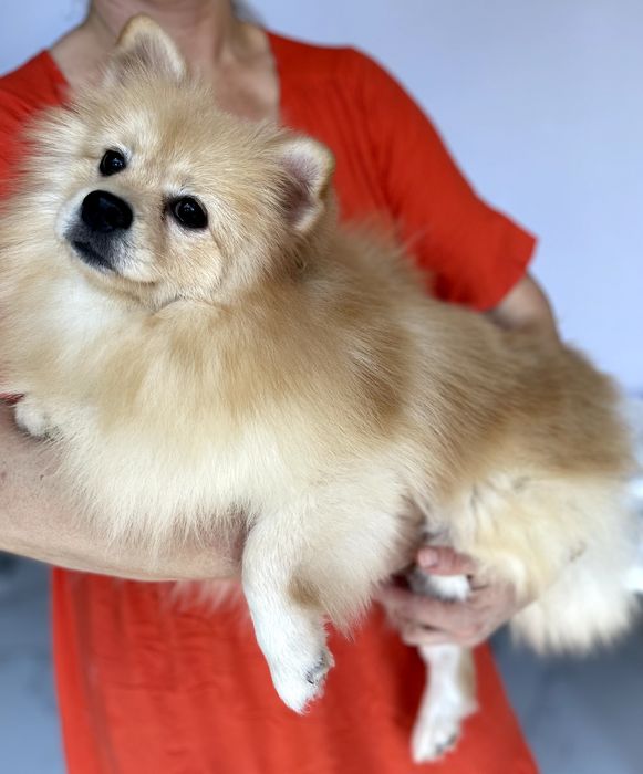 Померанські шпіци  чарівні хлопчики чекають на вас