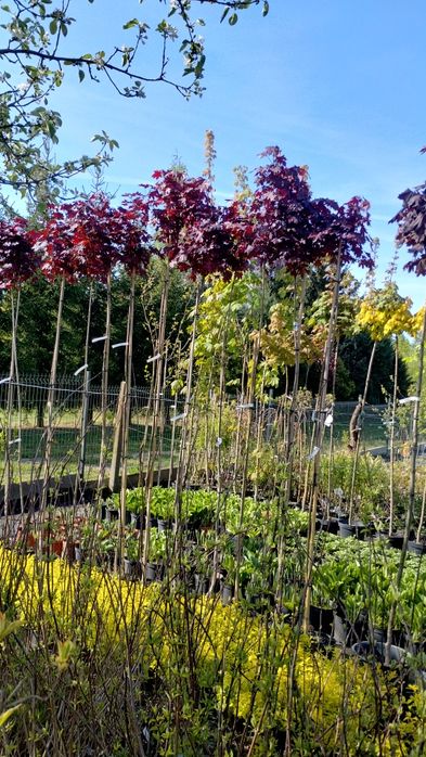 Drzewa ozdobne szczepione