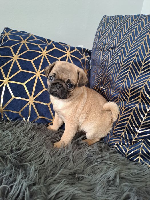 Sliczna sunia mops.