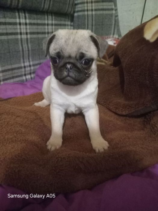 Маленькі мопсики