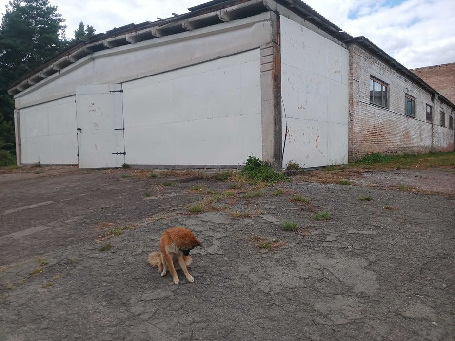 Аренда производственного (складского) помещения