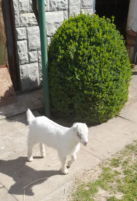 Козлик ламанчі!.